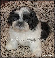 Dylan & Lila shih tzu puppy.