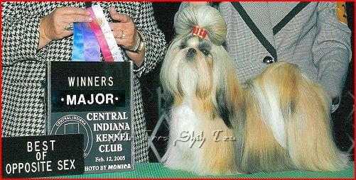 Image: Ch. Mr. Foo's Autumn Fire, Autumn was Dylan's 1st Champion shih tzu puppy.  We are very proud of her & she has been a wonderful mother to her own shih tzu puppies.