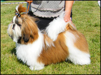 Shih tzu puppy Ch. Amber & Ch. Sebastian litter.