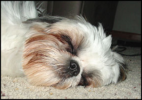 Dylan & DeeDee shih tzu puppy from 1st litter.