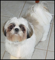Dylan & DeeDee shih tzu puppy from 1st litter.