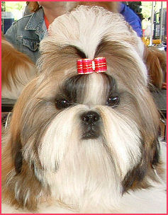 Shih tzu puppy