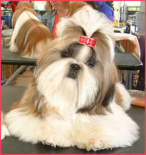 Shih tzu puppy Ch. LiLu & Ch. Dream 1st litter