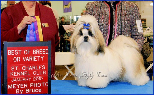 Image:Mr Foo's Need For Speed, Indy is a 4th generation home bred shih tzu puppy. His mother is Lilu and his grandmother is Autumn & greatgrandfather is Dylan.  He is from Lilu's 1st litter of shih tzu puppies.