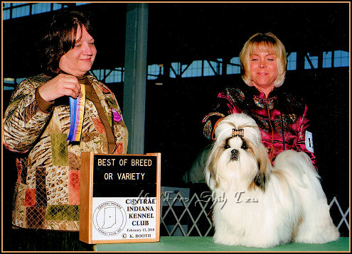 Shih tzu puppy Ch Indy, Ch. LiLu & Ch. Dreamer 1st litter.