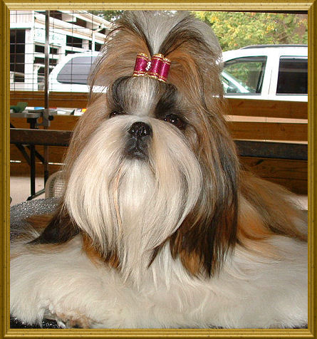 Shih tzu puppy Ch. LiLu & Ch. Dream 1st litter