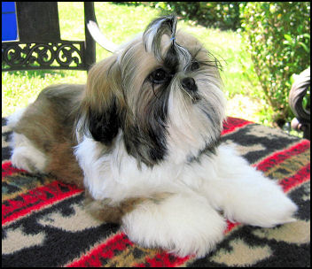 Shih tzu puppy