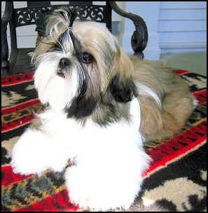 Shih tzu puppy Ch. LiLu & Ch. Dream 1st litter