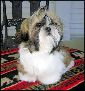 Shih tzu puppy