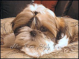 Dylan & DeeDee shih tzu puppy from 1st litter.