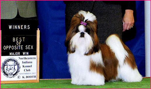 Shih tzu puppy Ch. Amber & Ch. Sebastian litter.