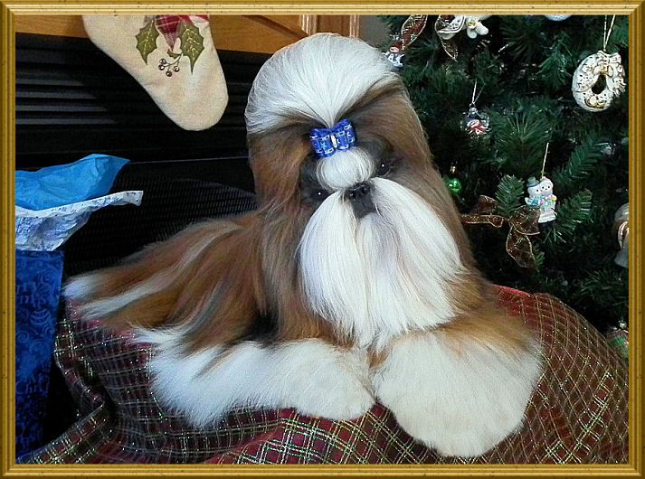 Shih tzu puppy Ch. Amber & Ch. Sebastian litter.