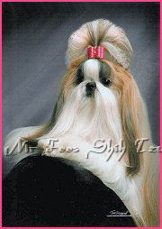 Dylan & Jessica shih tzu puppy.