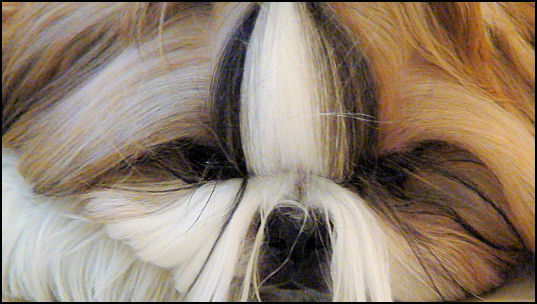 Shih tzu puppy