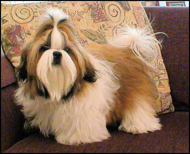 Shih tzu puppy