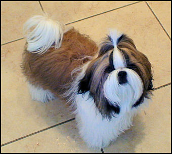 Shih tzu puppy Ch. LiLu & Ch. Dream 1st litter