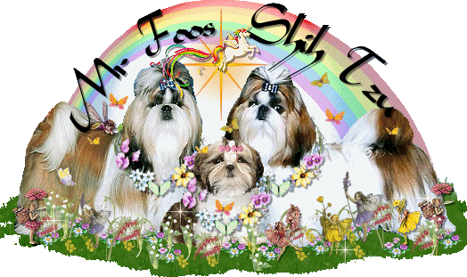 Image: Mr. Foos Shih tzu of Missouri welcomes you to our website with our lovely shih-tzus.  Please feel free to take a look at our beautiful shih tzus & their puppies