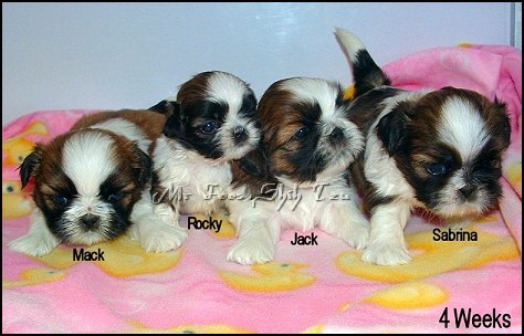 Autumn's 1st litter of Shih tzu Puppies.