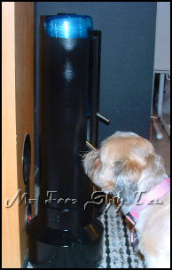 Image: Shih tzu, Mr. Foo's Autumn Fire, drinking out of dog or cat waterbottlestands.