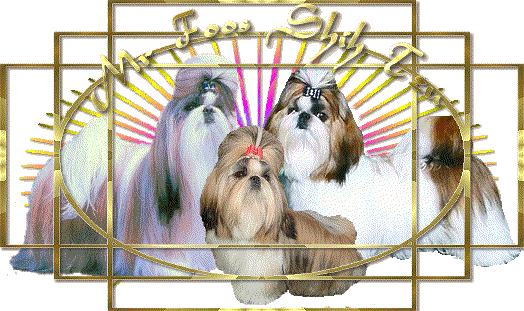 Image: Mr. Foos Shih tzu of Missouri welcomes you to our website with our lovely Shih tzus.  Please feel free to take a look at our beautiful shih tzus & their puppies