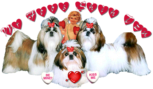 Image: Mr. Foos Shih tzu of Indiana welcomes you to our website with our lovely Shih tzu.  Please feel free to take a look at our beautiful shih tzu & their puppies