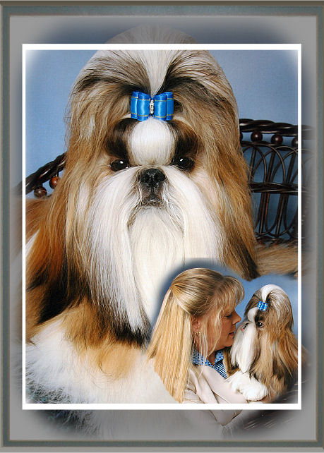 Mr. Foos Shih tzu of Indiana welcomes you to our website with our lovely Shih tzu Jack.  Please scroll down and feel free to take a look at our beautiful shih tzu & their puppies