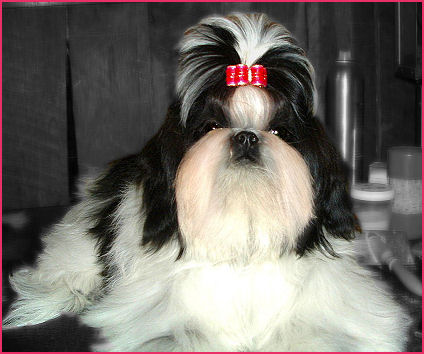 Shih tzu puppy Ch. LiLu, Ch. Autumn & Ch. Dreamer litter.