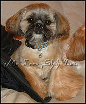 shih tzu puppy Logan, Kollea & Dream, 2nd litter.