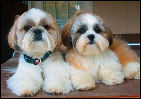 home bred shih tzu puppy, DJ. Dream & Kollea 1st litter.