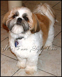 shih tzu puppy Mac, Autumn & Dream 1st litter.