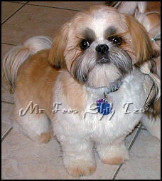 shih tzu puppy Mac, Autumn & Dream 1st litter.