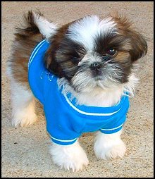 shih tzu puppy Rocky, Autumn & Dream, 1st litter.