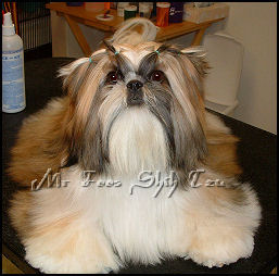 shih tzu puppy Sabrina, Autumn & Dream 1st litter.