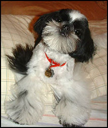 shih tzu puppy Willy, Autumn & Cosmo 1st litter.