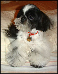 shih tzu puppy Willy, Autumn & Cosmo 1st litter.