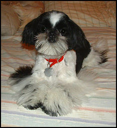 shih tzu puppy Willy, Autumn & Cosmo 1st litter.